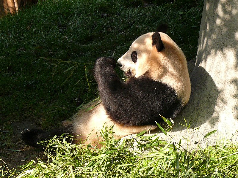 Pandas (054).jpg